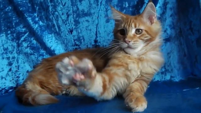 ласковый мальчишка ЛИРИКУМ Прохвост, мейн-кун 3,5 мес, 3 кг смотреть онлайн
