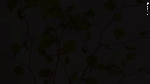 Flower Growing Timelapse Video | FULL HD 1080p смотреть онлайн