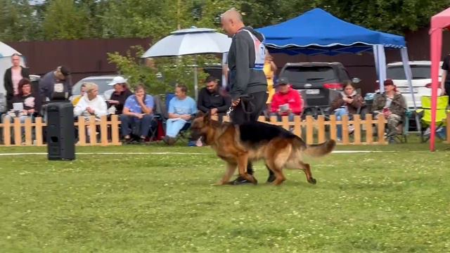 ПП 070 ДЖОКЕР ф. Дойчем Боден / Моно немецких овчарок ранга ПК БРОННИЦЫ 10 августа 2024