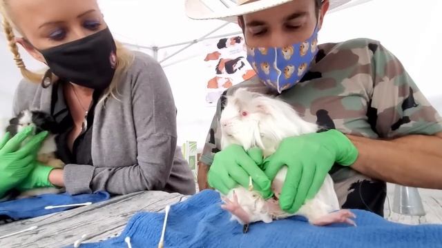 Saskia Teaches Male Guinea Pig Pocket Cleaning Technique to Scotty смотреть онлайн