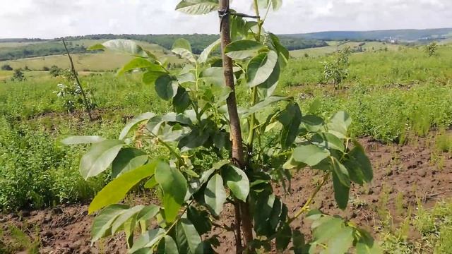 Горіх Піщанський в Україні, на другий рік після посадки ?? #волоський горіх #грецкий орех в Украине смотреть онлайн