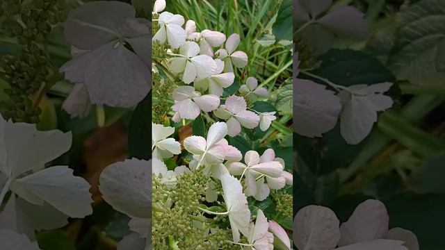 Пинк леди 🌸 смотреть онлайн