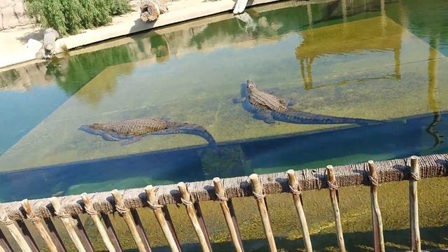 Сафари парк,Дубай смотреть онлайн