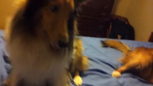 Sheltie Playing "Leave It" смотреть онлайн