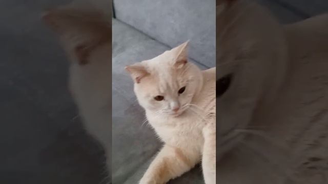 Почему кот поворачивается к хозяину спиной? смотреть онлайн