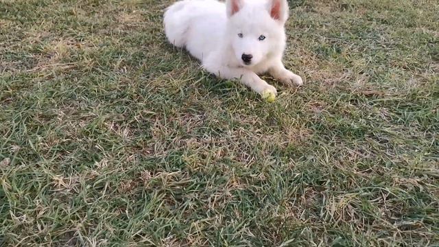 09.2019 Yakutian laika(5) смотреть онлайн
