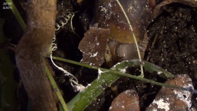 Улиточка зарывается в почву смотреть онлайн