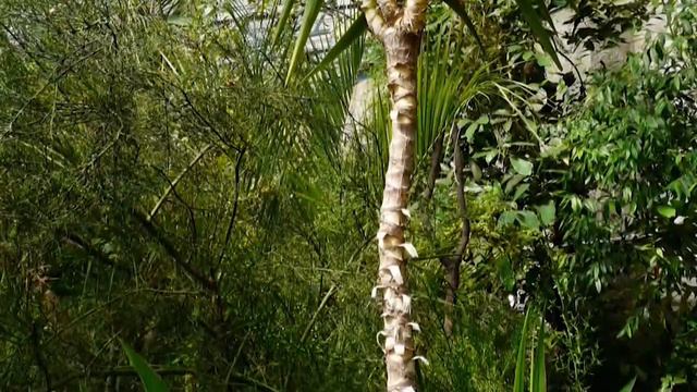 Оранжерея ботанического сада (2012)