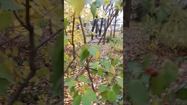 Плоды кудрании, 18.11.2022,г. Николаев. смотреть онлайн