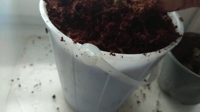 Можно ли пересаживать цветущую пеларгонию (герань)? смотреть онлайн