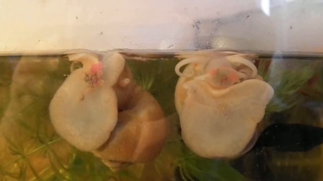 Улитка Ампулярия питается