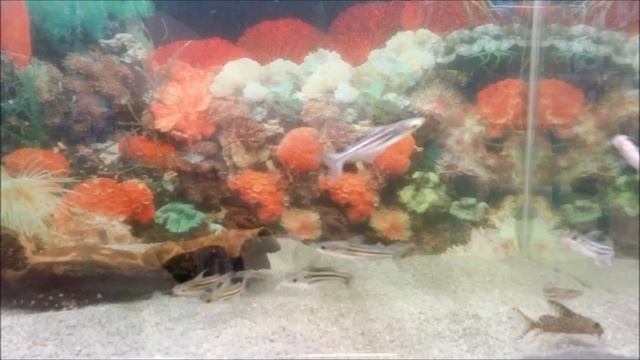 Мой аквариум Полосатый мистус смотреть онлайн