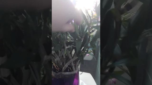 Дендробиум "берри ода" смотреть онлайн