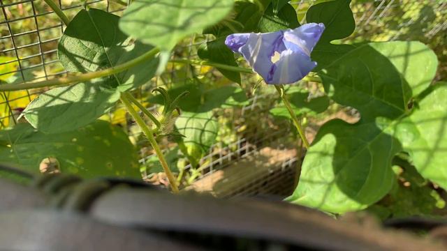 Closed for bee business смотреть онлайн