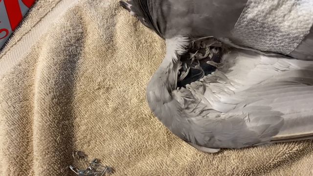 How to splint a broken wing on a racing pigeon смотреть онлайн
