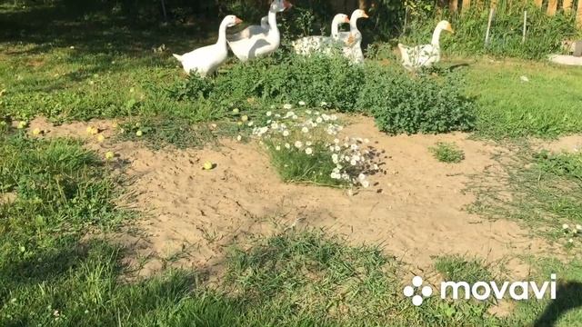 Будут ли после линьки нести яйцо наши гуси/ Видео ответ подписчикам смотреть онлайн