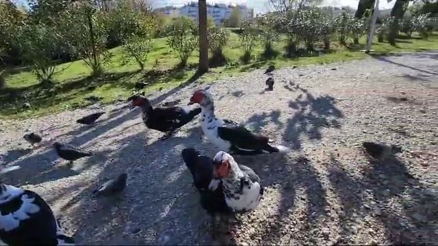 Сочи,Адлер(Сириус)17.11.2023г.Орнитологический парк.Угощения любят все ! смотреть онлайн
