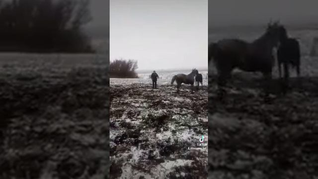 Не много о животных!!! смотреть онлайн