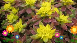 Молочай многоцветковый Бонфайр. Краткий обзор, описание характеристик euphorbia polychroma Bonfire