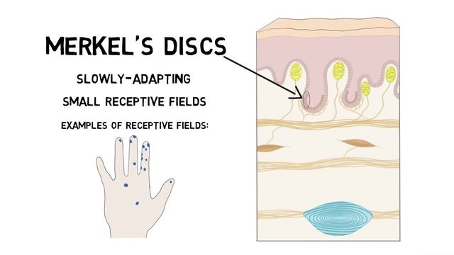 2-Minute Neuroscience: Touch Receptors смотреть онлайн