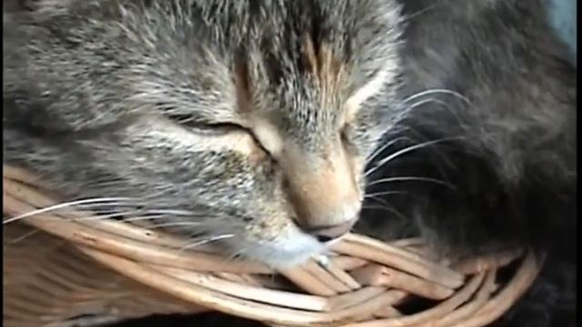 Mruczka Początek Zpalenia --- Sony DCR-SR40 смотреть онлайн
