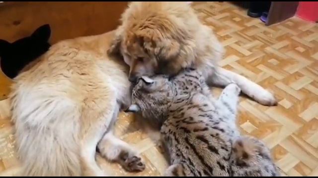 Рыська и любимейшая собака!! смотреть онлайн