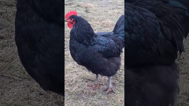 петушок породы Джерсийский гигант.5 месяцев смотреть онлайн