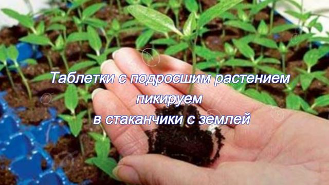 Торфяные таблетки - это удобно смотреть онлайн