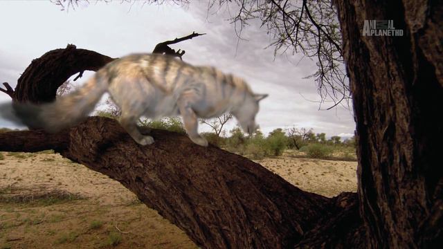 Планета мутантов / Mutant Planet / Серия 4 The Arid Namib / Пустыня Намиб