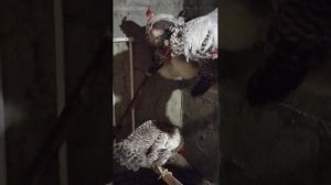 Нужен ли курам свет в тёмное время суток?