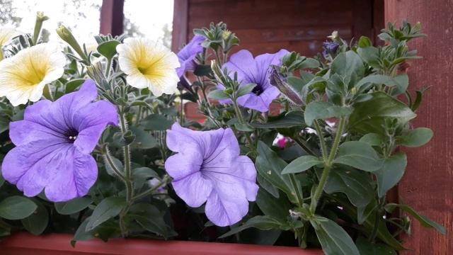 ЛУЧШИЕ СОРТА ПЕТУНИЙ СЕЗОНА 2019/ПОДВЕДЕНИЕ ИТОГОВ смотреть онлайн