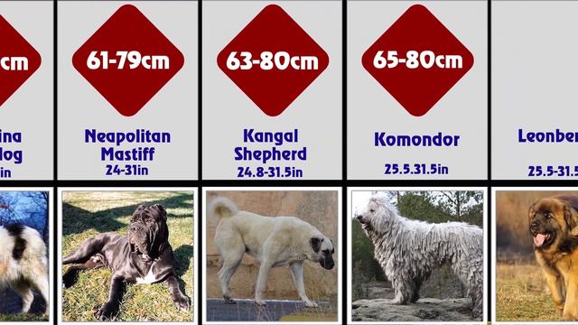 Top 30 Tallest Dog Breeds In The World | What Are The World's Tallest Dogs ( Dogs Comparison ) смотреть онлайн