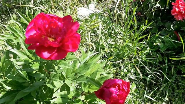 Bujor (BUCKEYE BELLE)! смотреть онлайн