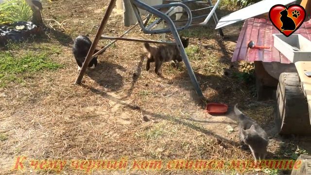 К Чему Снится Черный Кот? Подробное Толкование Сна! Сонник. смотреть онлайн