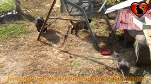 К Чему Снится Черный Кот? Подробное Толкование Сна! Сонник.