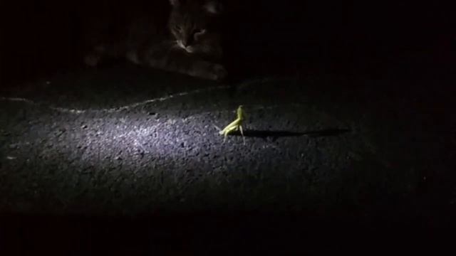 Богомол. смотреть онлайн