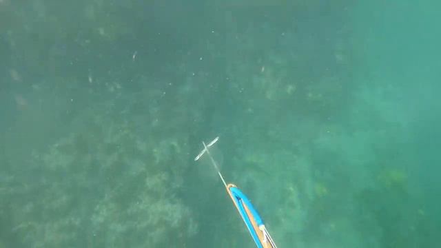 Один день подводной охоты в Австралии: Manly 27.10.2018 смотреть онлайн