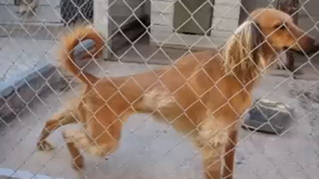 Kazakh Tazi смотреть онлайн