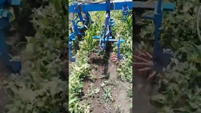 Пальцевый культиватор на кукурузе смотреть онлайн