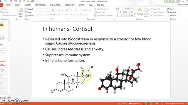 Junco Behavior: Is there a Chemical Explanation? смотреть онлайн