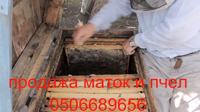 матка бакфаст племенная смотреть онлайн