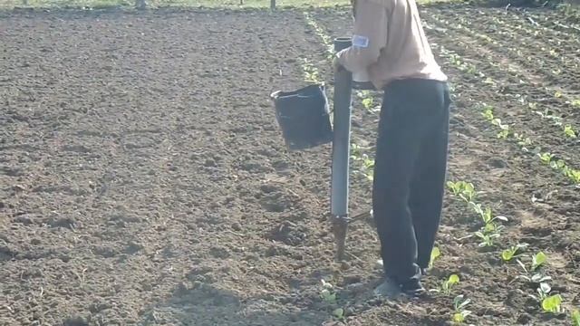 Посадка капусты сажалкой в грунт смотреть онлайн