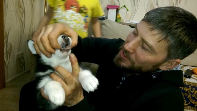 Супер ХАСКИ. Дети в восторге от щенка хаски))) 100 ПРИЧИН КУПИТЬ ХАСКИ. 4 смотреть онлайн