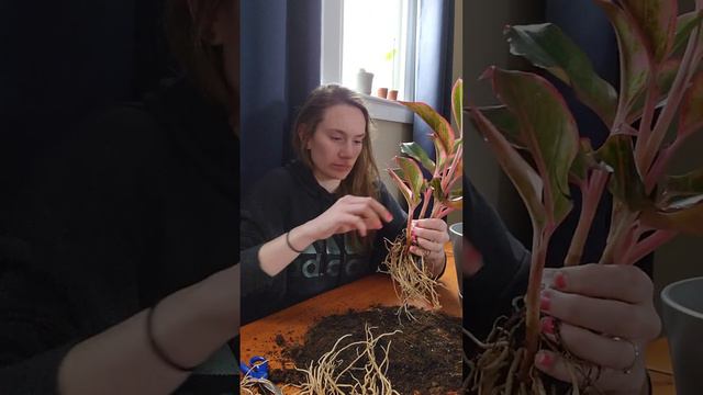 Plant Checkup: Aglaonema смотреть онлайн