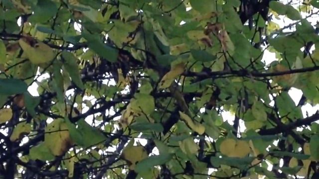 Попугаи в Риме. смотреть онлайн