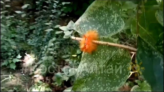 Стрельчатка кленовая /Acronicta aceris смотреть онлайн