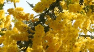 Футажи.Мимоза.Цветы.