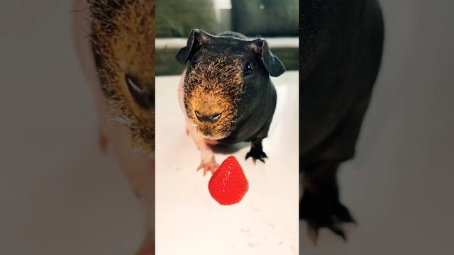 Живой звук морская свинка без шерсти смотреть онлайн