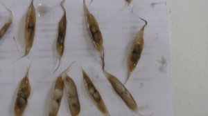 Катальпа Прекрасная (Великолепная или Северная) из семян. Часть первая.