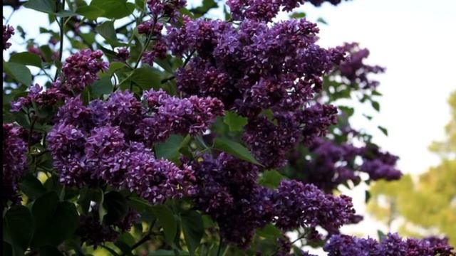 Сорта лилово-голубой сирени смотреть онлайн
